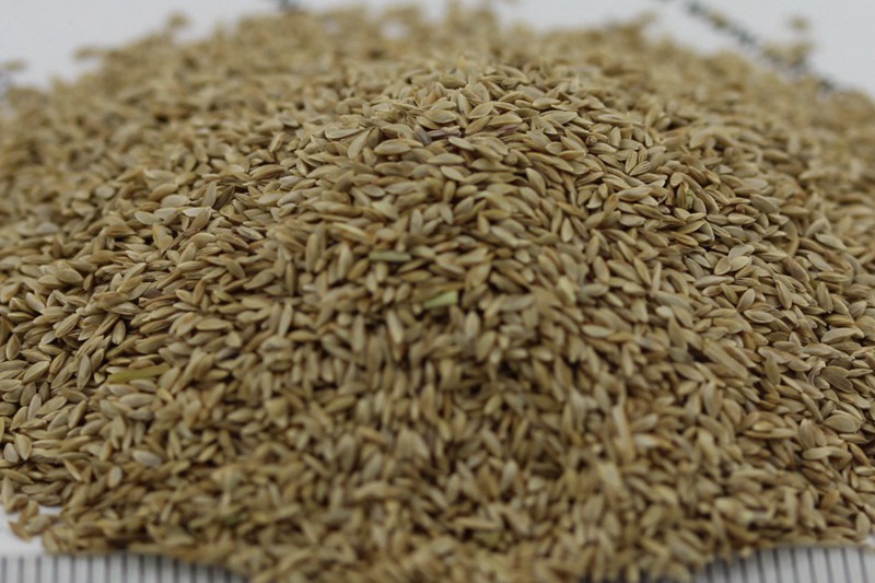 帶殼狗牙根種子 帶殼狗牙根種子