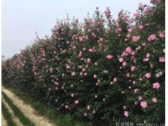 木槿花、木槿樹苗價格_報價