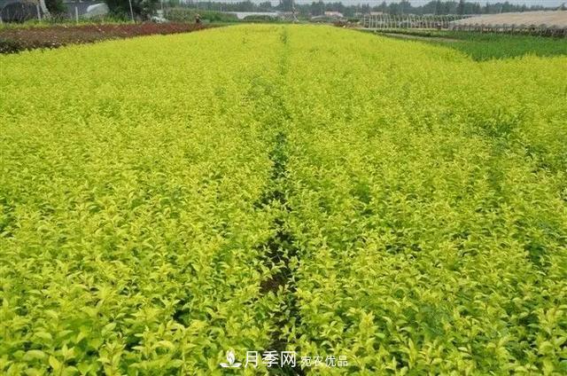 這些中國著名苗木產地你知道幾個?值得收藏!(圖3) 值得收藏!這些全國著名苗木產地你知道幾個?