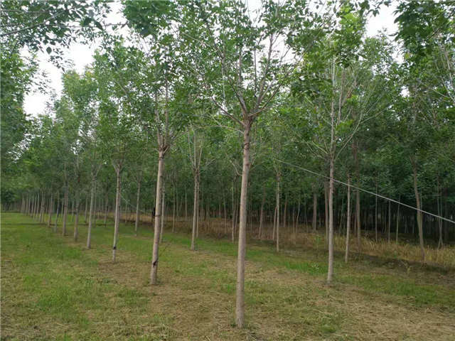 沭陽長景園林速生白蠟種植基地實拍圖片 沭陽長景園林速生白蠟種植基地實拍圖片