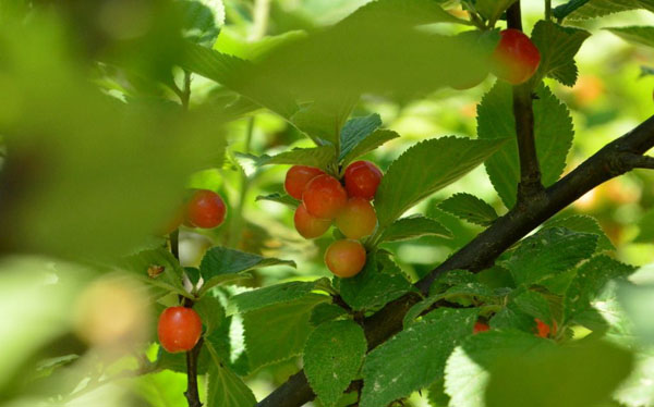 櫻桃樹(shù)果期管理