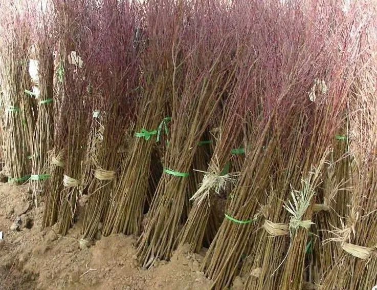 1673156826376347.jpg 微信圖片_20230107195409.jpg