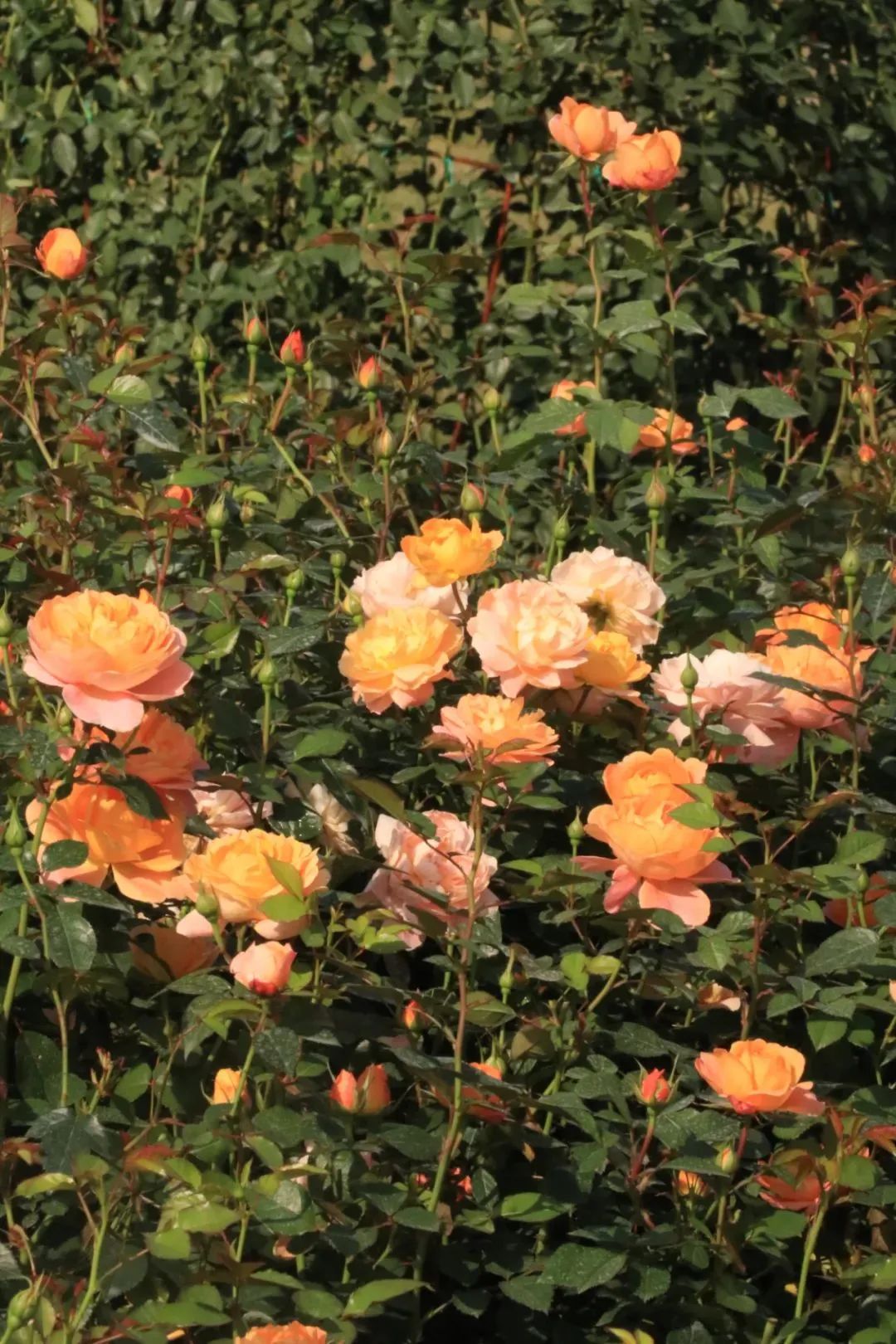 1673525048979340.jpg 微信圖片_20221126211623.jpg