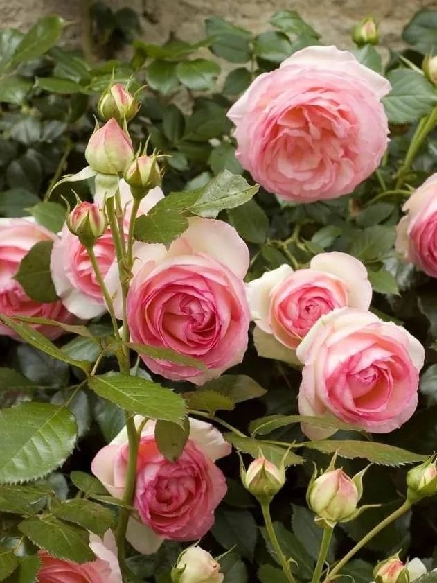 1673825750874988.jpg 微信圖片_20230108121930.jpg