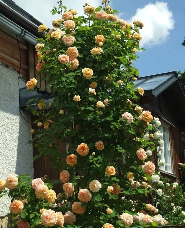 1673825766488955.jpg 微信圖片_20230108121958.jpg