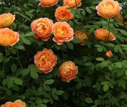 1676894346293068.jpg 微信圖片_20221126211610.jpg