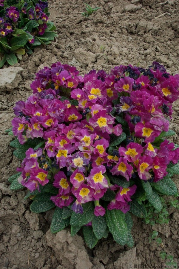 1712889797965192.jpg 1-1FF9102G1244.jpg