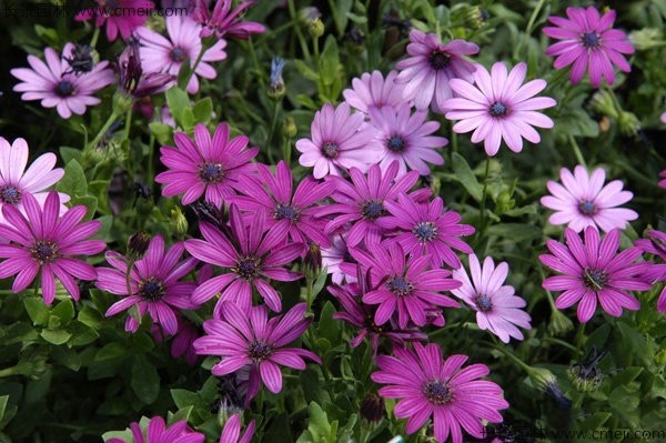 1712900601348004.jpg 1-1FF412045N21.jpg