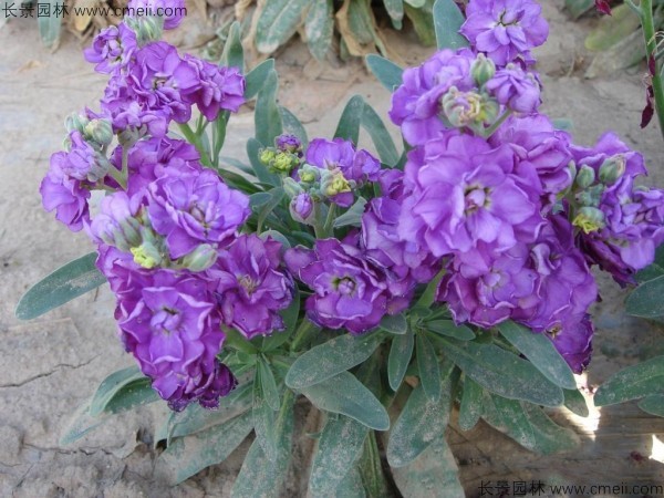 1712901008654381.jpg 1-1FF211500T38.jpg