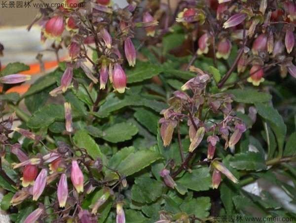 1712901204517472.jpg 1-1FFZ94I1549.jpg