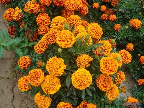 1712901369238125.jpg 1-1FF1124SD14.jpg