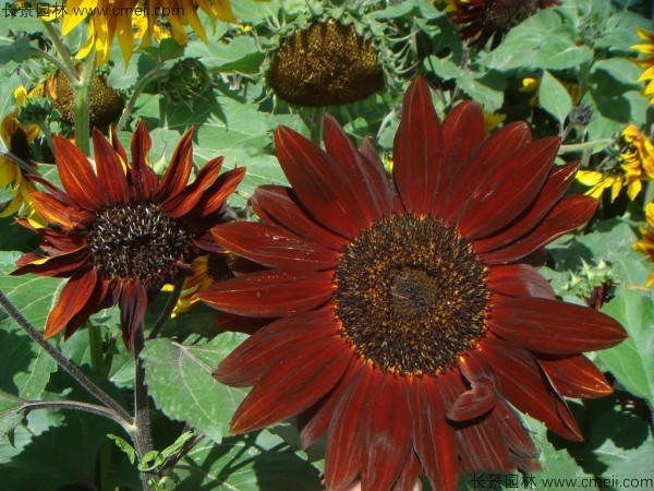 1713169733133820.jpg 1-1FF9104153948.jpg