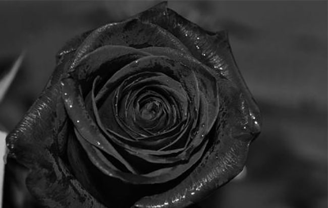 黑玫瑰的花語(yǔ)是什么?黑玫瑰的寓意和象征 黑玫瑰的花語(yǔ)是什么?黑玫瑰的寓意和象征
