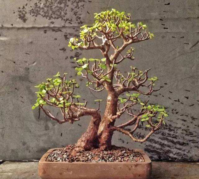 5種便宜花卉，越養越值錢