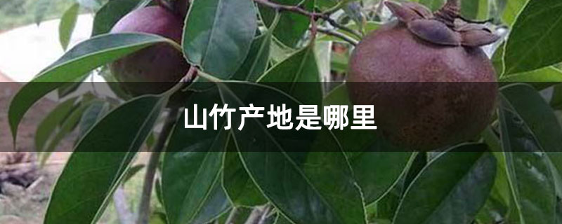 山竹產(chǎn)地是哪里 山竹產(chǎn)地是哪里