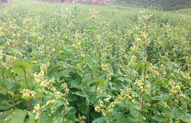 苦蕎麥價格多少錢一棵?苦蕎麥如何種植? 苦蕎麥價格多少錢一棵?苦蕎麥如何種植?