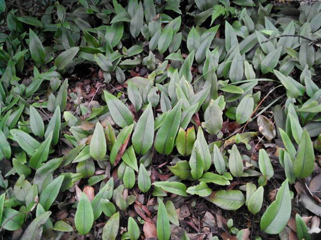 石韋的功效與作用有哪些？石韋種植前景怎么樣？