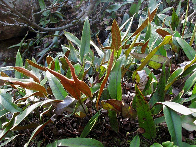 石韋的功效與作用有哪些？石韋種植前景怎么樣？