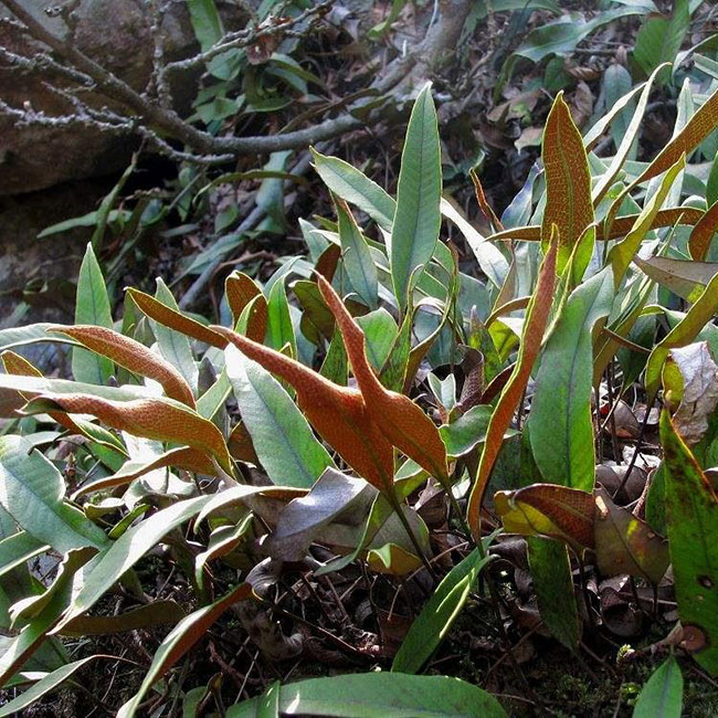 石韋的功效與作用有哪些？石韋種植前景怎么樣？