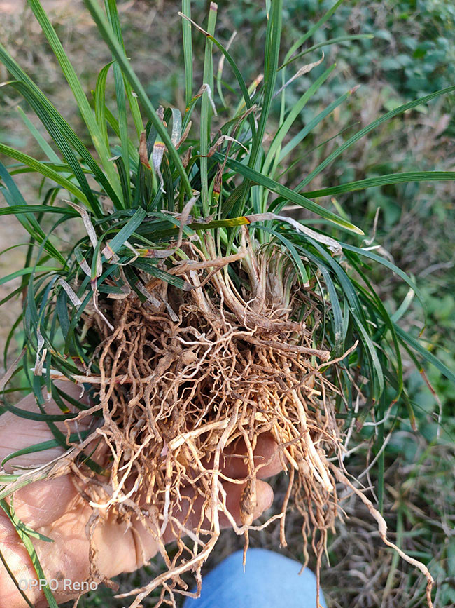 耐陰草坪品種有哪些?喜陰的草坪植物介紹