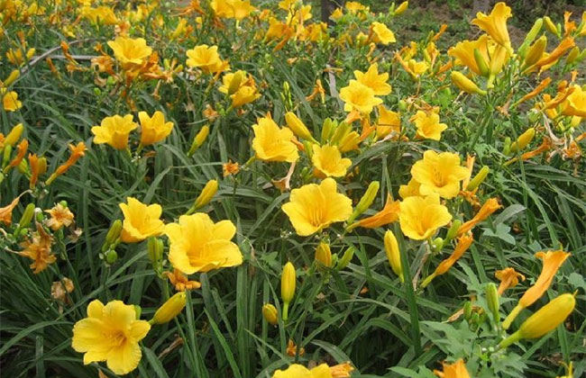 萱草的花語是什么?萱草的寓意和象征 萱草的花語是什么?萱草的寓意和象征