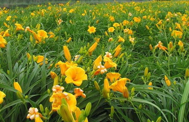 萱草的花語是什么?萱草的寓意和象征 萱草的花語是什么?萱草的寓意和象征