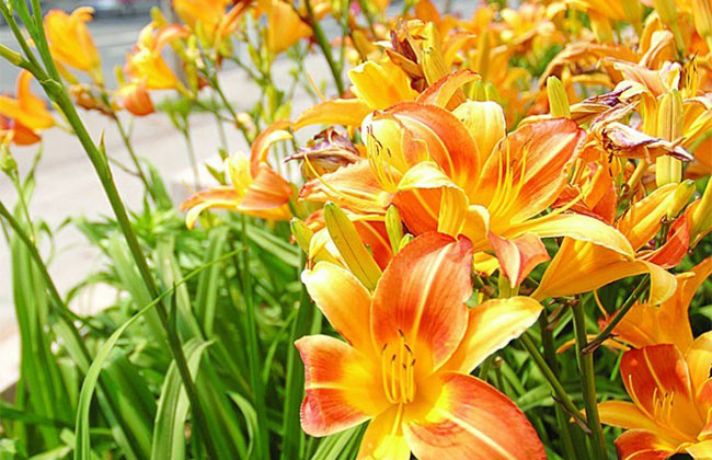 萱草的花語是什么?萱草的寓意和象征 萱草的花語是什么?萱草的寓意和象征