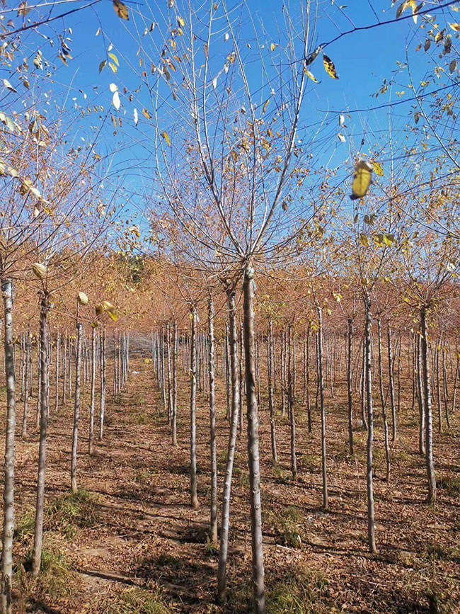 什么是白榆?家榆和白榆有什么區別?