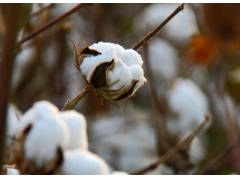 可以穿的植物有哪些